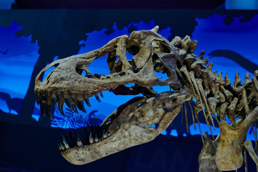 Featured image of Houston Museum of Natural Science Lifestyle Page